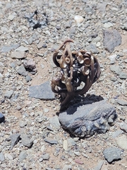 Anastatica hierochuntica, photograph (c) Loïc Chalmandrier, some rights reserved (CC BY)