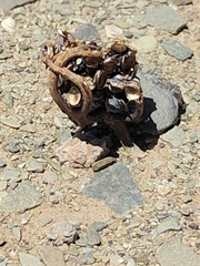 Anastatica hierochuntica, photograph (c) Loïc Chalmandrier, some rights reserved (CC BY)