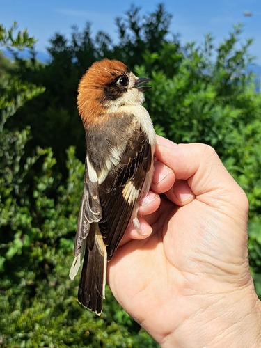 Kızıl Başlı Örümcekkuşu