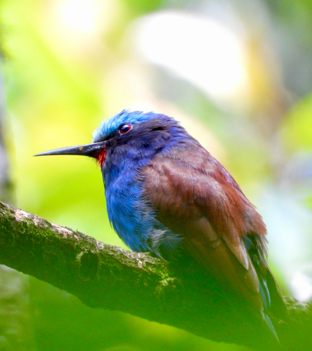 Blue-headed Bee-eater