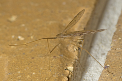 Conosia irrorata