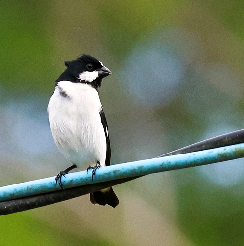 Lined Seedeater