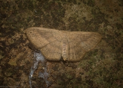 Perixera griseata