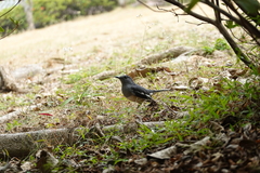 Copsychus saularis