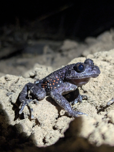 Red-spotted Toothed Toad