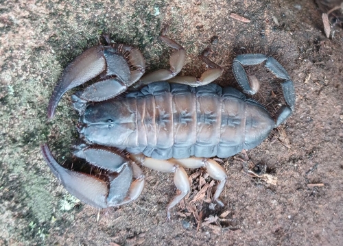 Hadogenes trichiurus pallidus