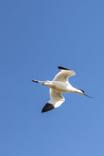 Pied Avocet