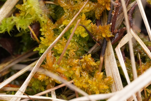 Sphagnum inundatum observed 2026-04-10