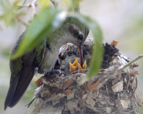 Broad-billed Hummingbird (Cynanthus latirostris), a species recorded in Texas