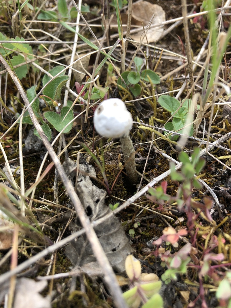 Tulostoma brumale · April 2026 · photo: © gerardbertrand (iNaturalist, cc-by)