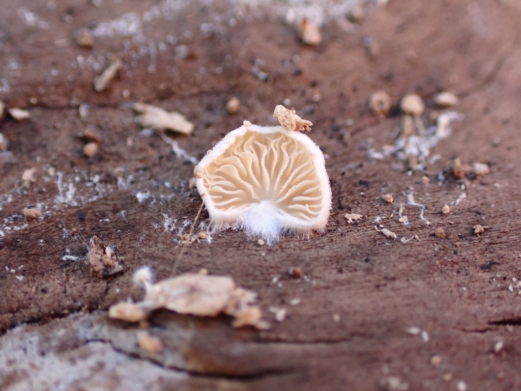 Crepidotus · April 2026 · photo: © alexswift (iNaturalist, cc-by)