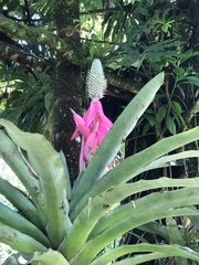 Aechmea mariae-reginae