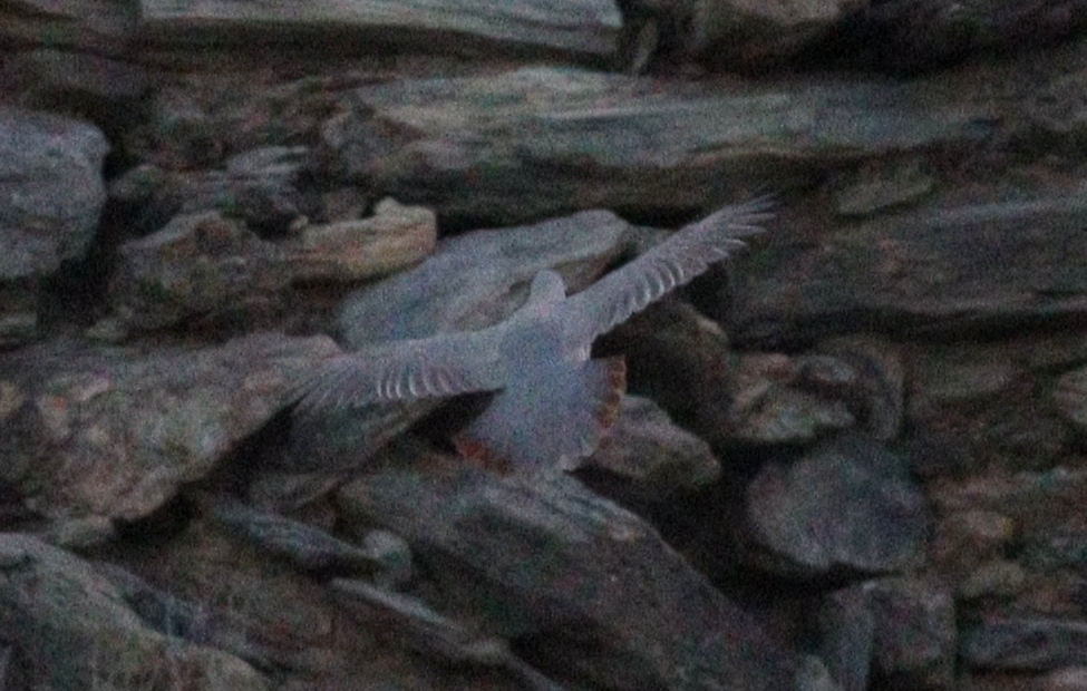 Philby's Partridge (Alectoris philbyi), photo 5