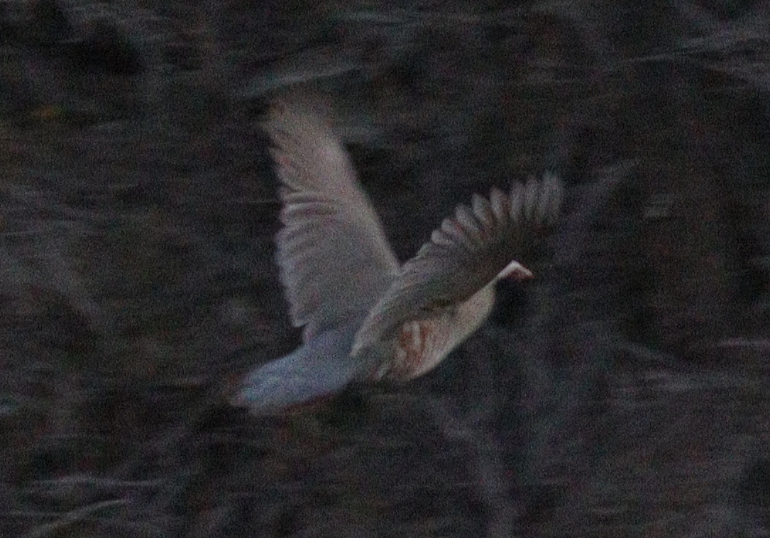 Philby's Partridge (Alectoris philbyi), photo 6