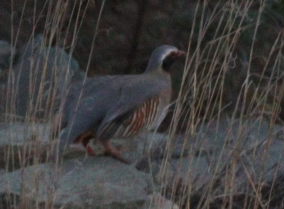 Philby's Partridge (Alectoris philbyi), photo 7