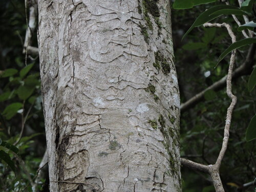 Apuleia leiocarpa, photograph 1