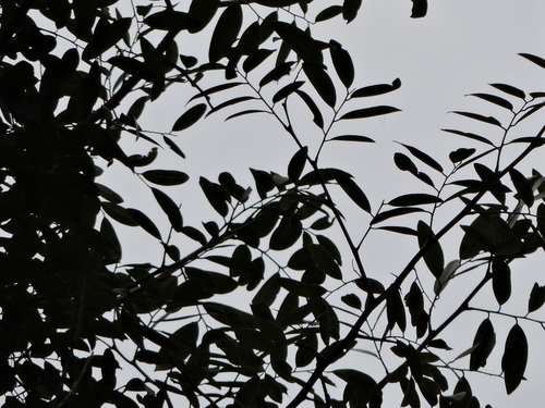 Apuleia leiocarpa, photograph 3