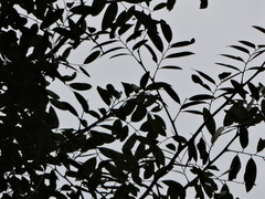 (c) Fabrício Mil Homens Riella, some rights reserved (CC BY) Apuleia leiocarpa, photograph (c) Fabrício Mil Homens Riella, some rights reserved (CC BY)