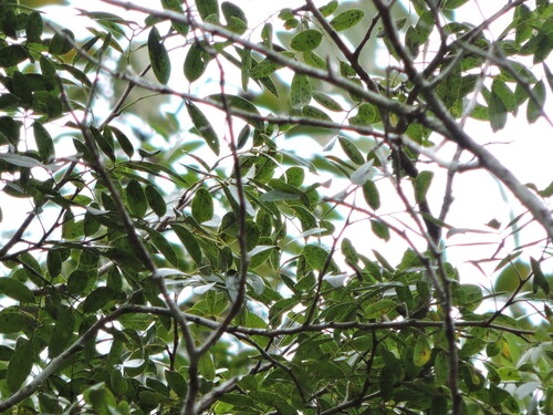 Apuleia leiocarpa, photograph 2