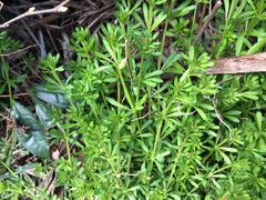 Galium spurium echinospermon