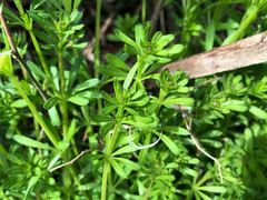 Galium spurium echinospermon