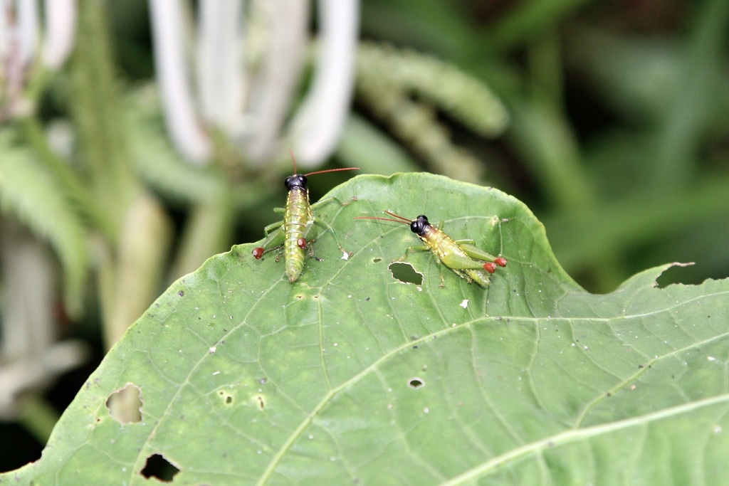 Paropaon laevifrons