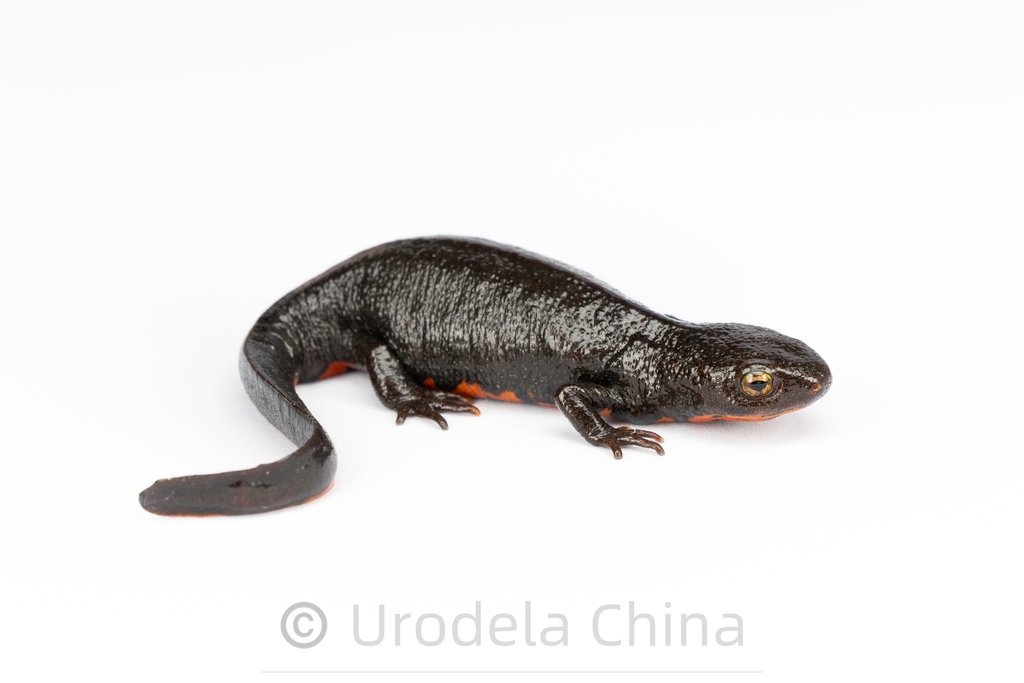 Triton ventre de feu chinois (Cynops orientalis)