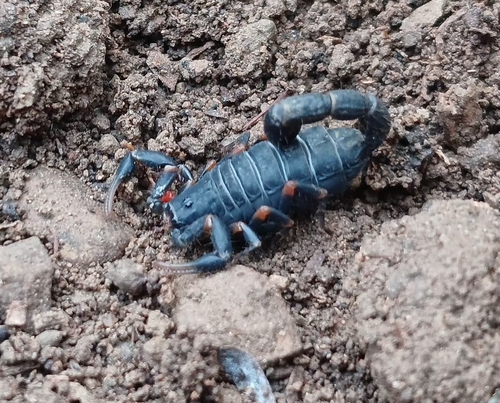 Highveld Lesser-Thicktail Scorpion