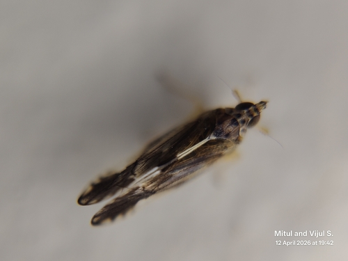 Sardia rostrata, 2026-04-12