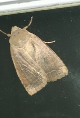 Xylenini