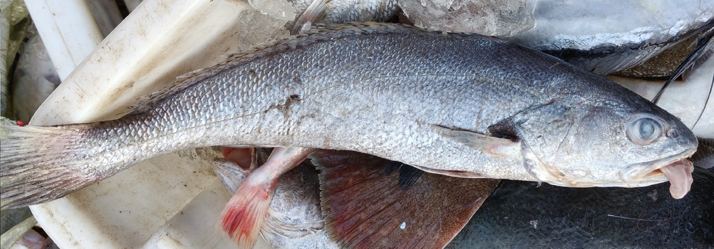 Mi-iuy croaker (Miichthys miiuy) — Sciaenidae