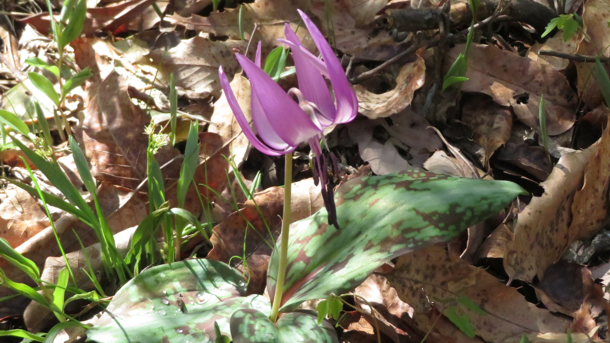 Erythronium Japonicum (Erythronium japonicum)