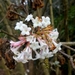 Viburnum × bodnantense - Photo (c) aroel, algunos derechos reservados (CC BY-NC)