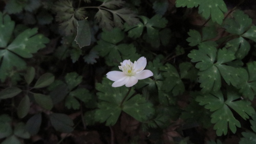 Flaccid Anemone (Anemonastrum flaccidum)