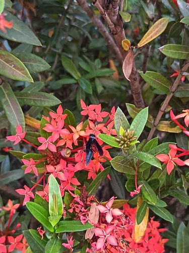 Northern Warrior Wasp