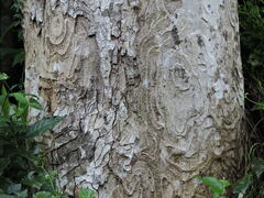 Apuleia leiocarpa