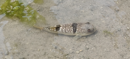 Langwerpige kogelvis (Takifugu oblongus) — Tetraodontidae — 5