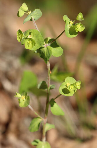 Euphorbia commutata, photograph 2