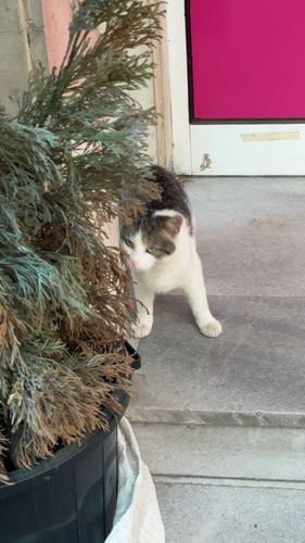 Domestic Cat