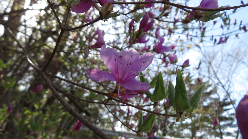 Đỗ quyên ba lá nhỏ – Rhododendron reticulatum