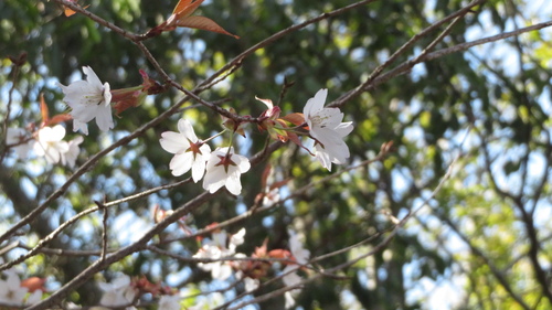 yamazakura (Prunus jamasakura)