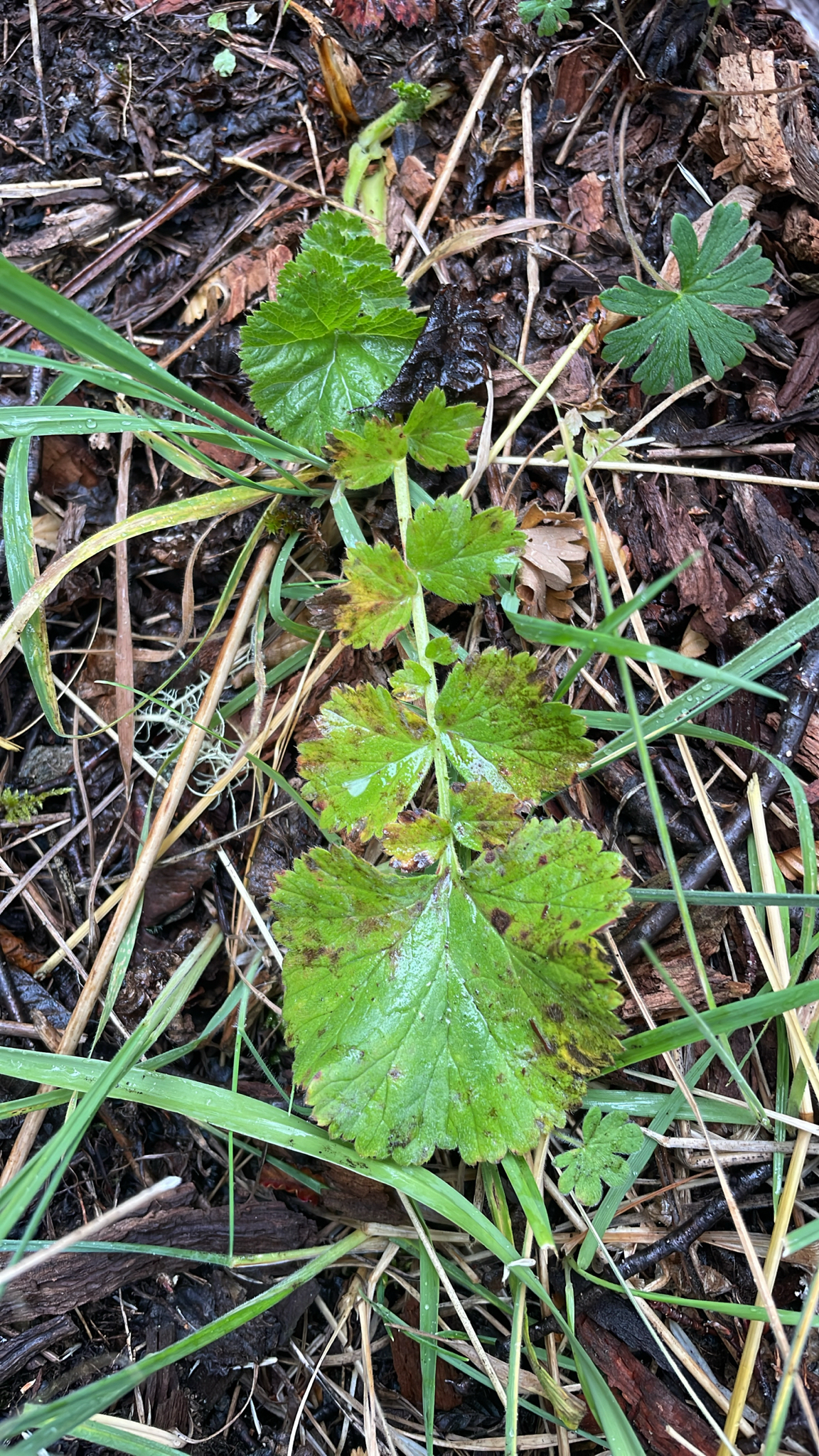 Imagem de Geum magellanicum