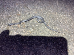 Pareas margaritophorus