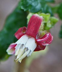 Ribes thacherianum