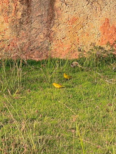 Saffron Finch