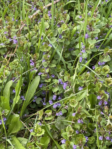 ground-ivy