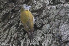 Chloropicus griseocephalus