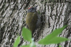 Chloropicus griseocephalus