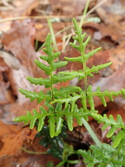Pentagramma triangularis