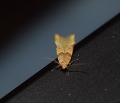 Theisoa constrictella